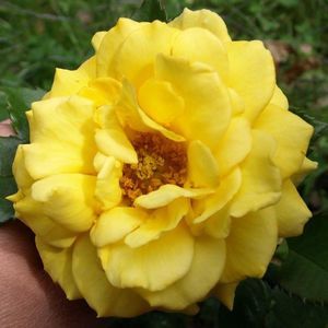 Meet your Posher, Catherine